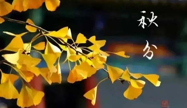 木叶落，雁南归，又是一年秋分至。